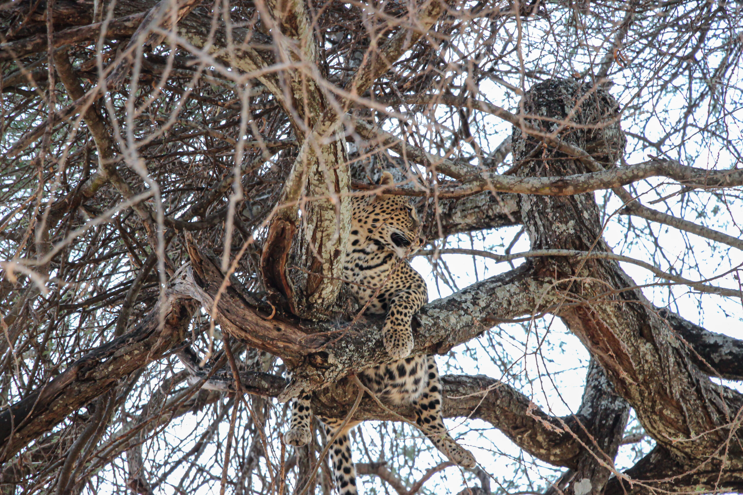 Beauty of wildlife by Camille Massida Photography